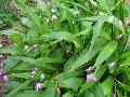 Chinese Ground Orchid / Bletilla striata